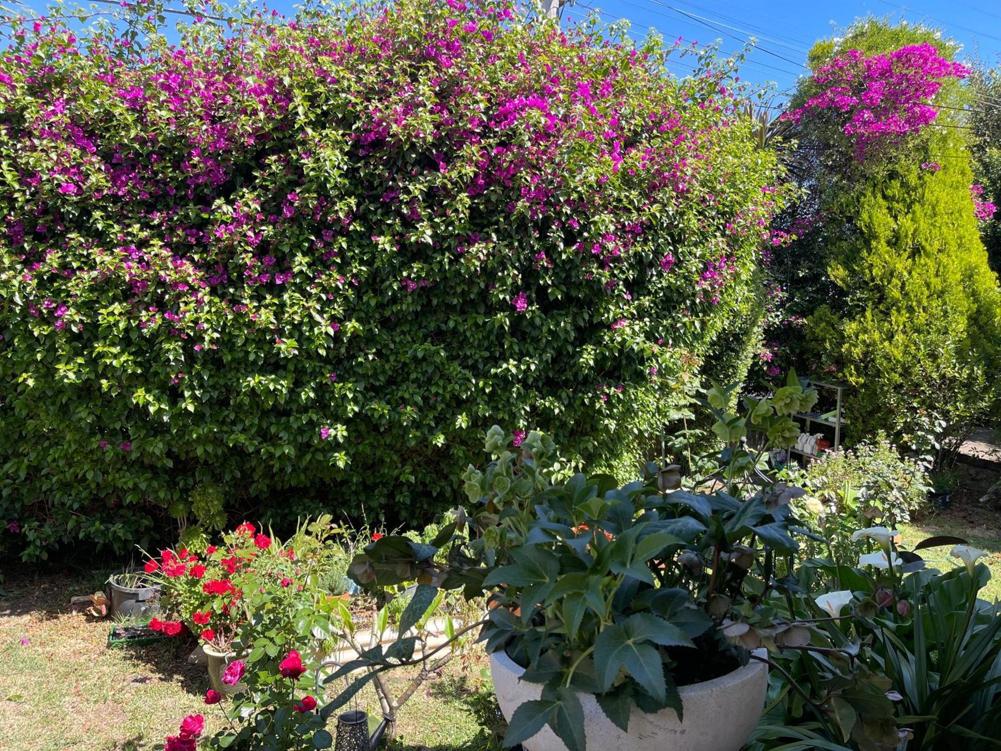 Homestay Private Bath Garden View Guest Pet Friendly Sydney